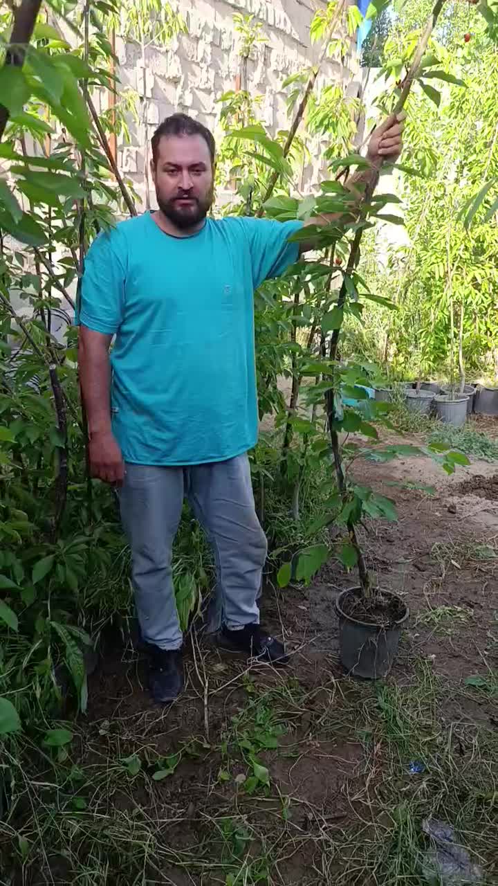 نهال چهار ساله باردهی گیلاس سطلی کاشت تابستانی|خدمات باغبانی و درختکاری|تهران, آذربایجان|دیوار