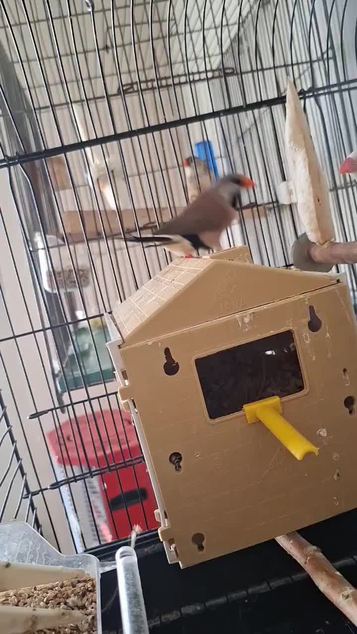 فنچ کرواتی جفت مولد|پرنده|تهران, دبستان|دیوار