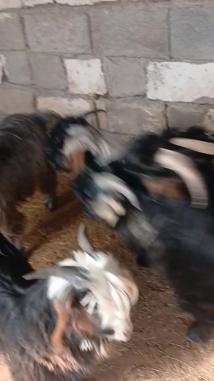 بیگ نر|حیوانات مزرعه|شوشتر, |دیوار