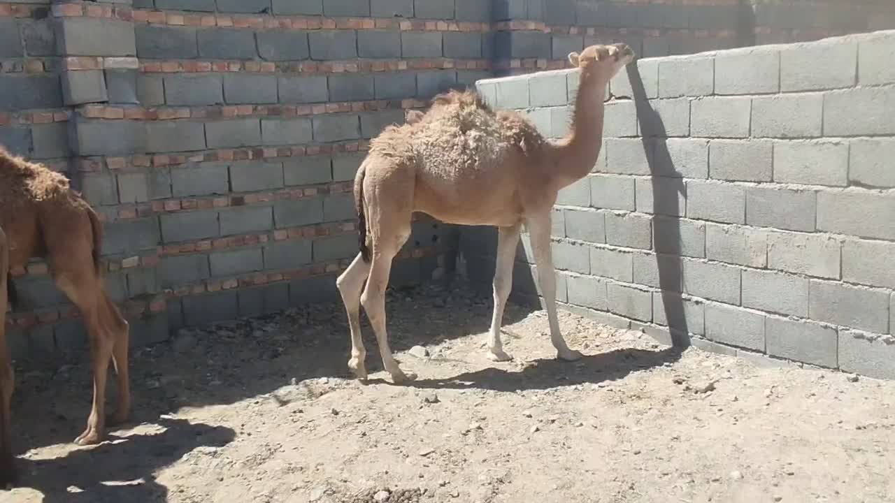 شتر|حیوانات مزرعه|زاهدان, |دیوار