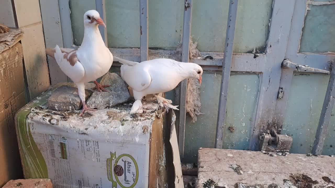 پلنگ سینه قهوه ای نروماده سینه قهوه ای وسینه سیاه|پرنده|کرمان, |دیوار