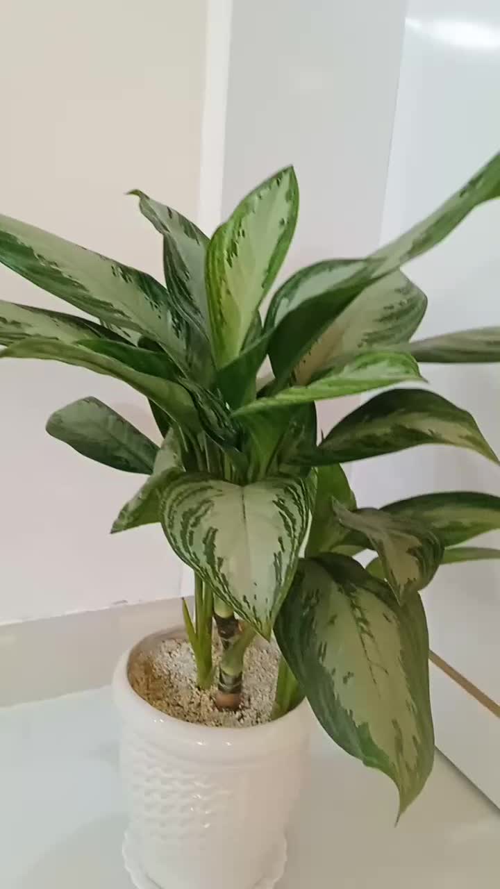 سبزی خشک تازه|خوردنی و آشامیدنی|نیشابور, ده حلاج|دیوار