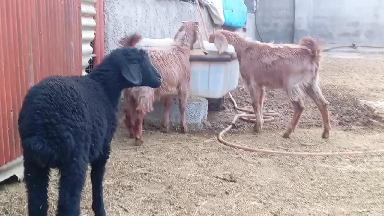 بزغاله بره|حیوانات مزرعه|پیشوا, |دیوار