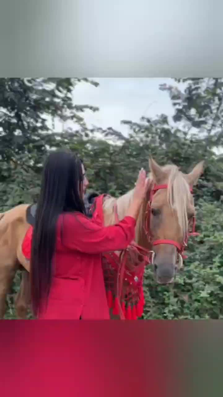 نگهداری اسب|اسب و تجهیزات اسب‌سواری|ماسال, |دیوار