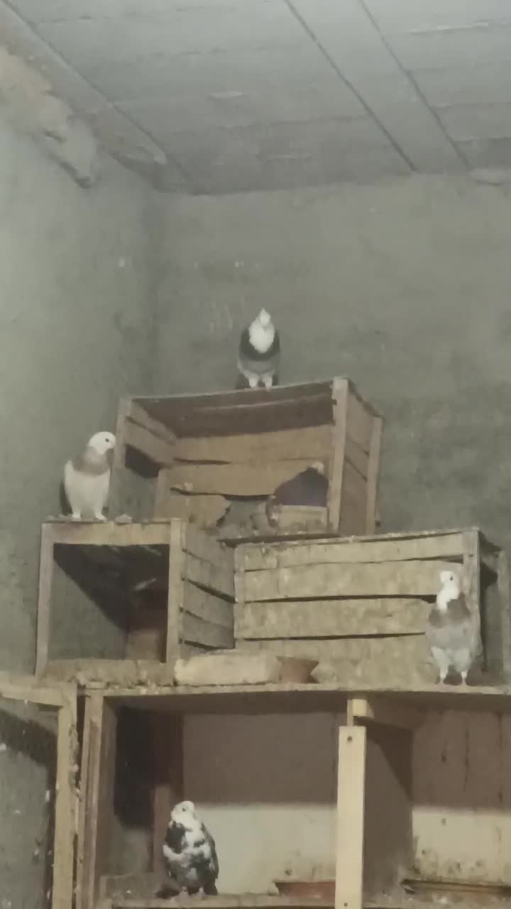 نرطوقی کرمانشاهی|پرنده|زنده رود, |دیوار