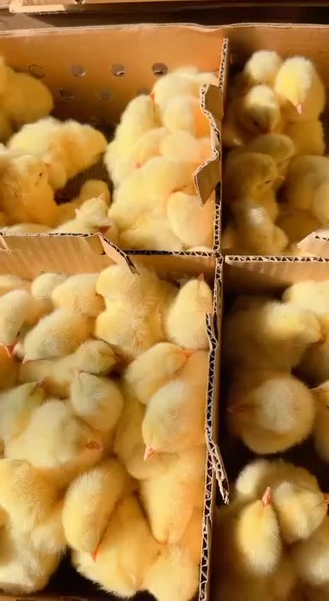 جوجه گوشتی نژاد راس وزن گیری بالا تسویه در محل شما|حیوانات مزرعه|زابل, |دیوار