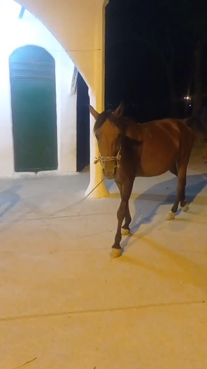 مادیان|اسب و تجهیزات اسبسواری|اهرم, |دیوار