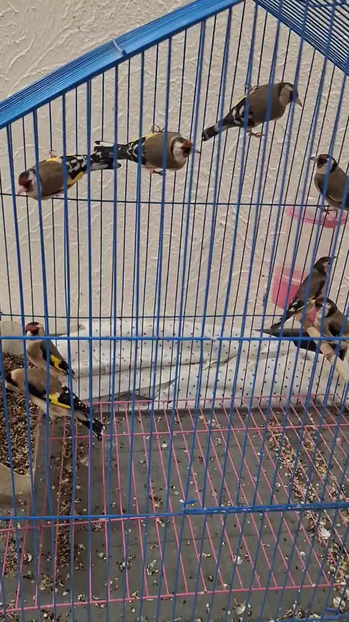 سهره|پرنده|شاهین‌شهر, عطار|دیوار