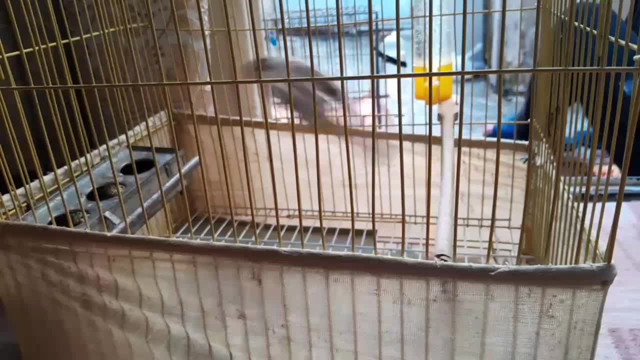 قناری ماده آماده|پرنده|قرچک, زیبا شهر|دیوار