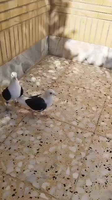 دوکت پلاکی سیاه|پرنده|شاهین‌شهر, نبوت|دیوار