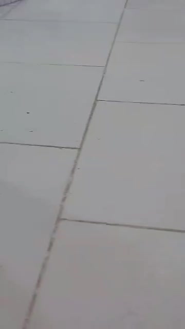 سگ اشپیتز|سگ|پردیس, فاز ۲|دیوار