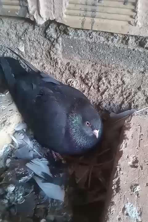 سیاه ماده|پرنده|مبارکه, |دیوار