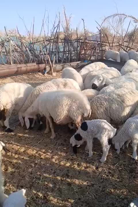 معاوضه‌با‌تراکتور|حیوانات مزرعه|رودبار (کرمان), |دیوار