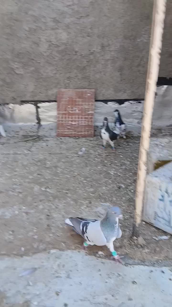 شهری|پرنده|شیراز, وحدت|دیوار
