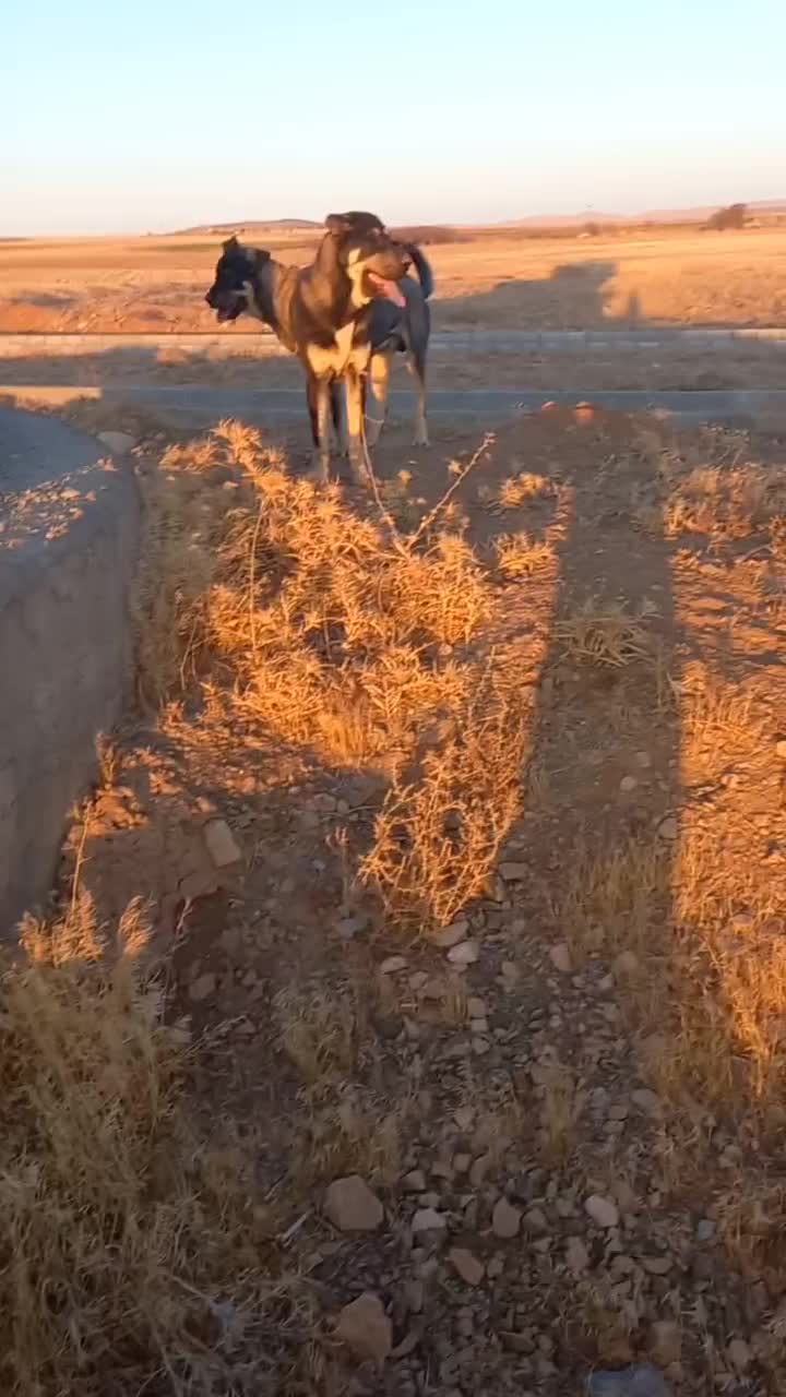 یک جفت توله عراقی ۹ماهه همه چیز تموم|سگ|کمیجان, |دیوار