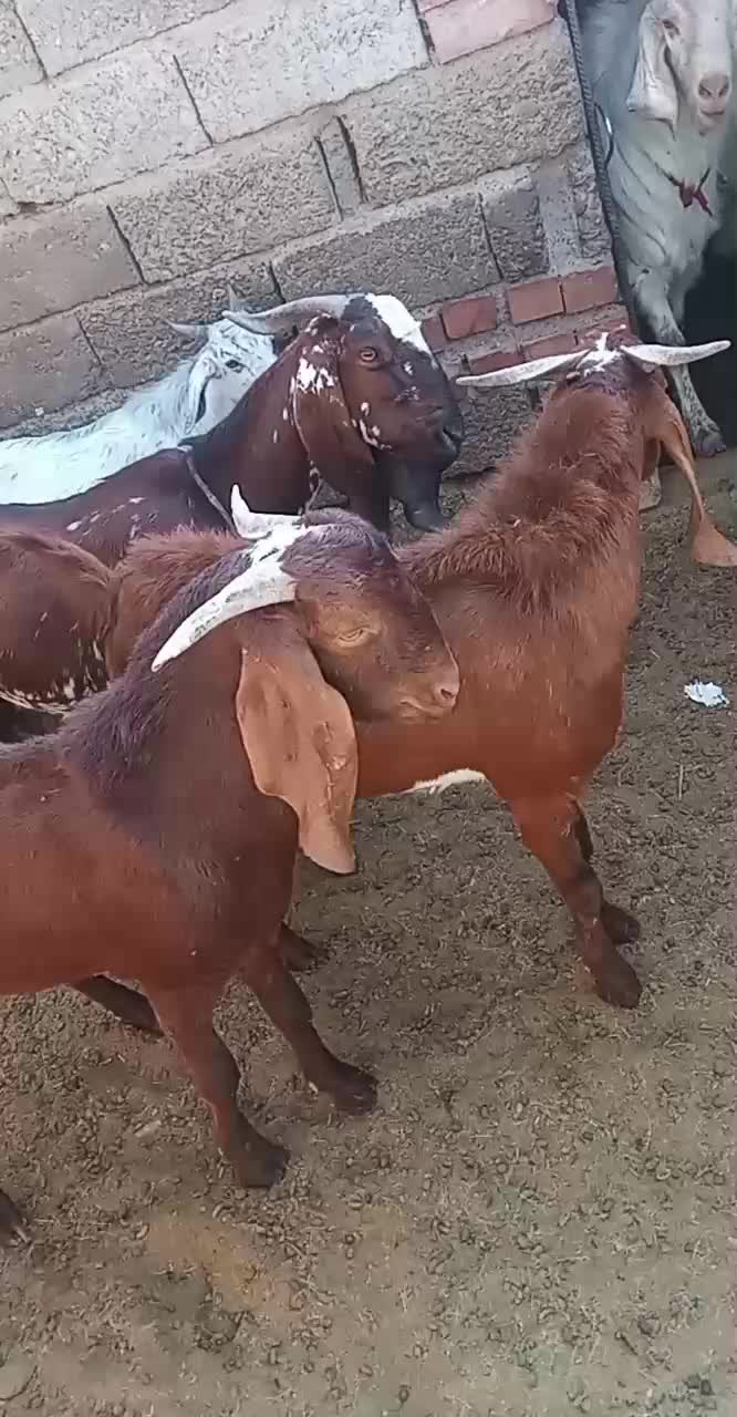 گوسفند فروشی|حیوانات مزرعه|فاریاب, |دیوار