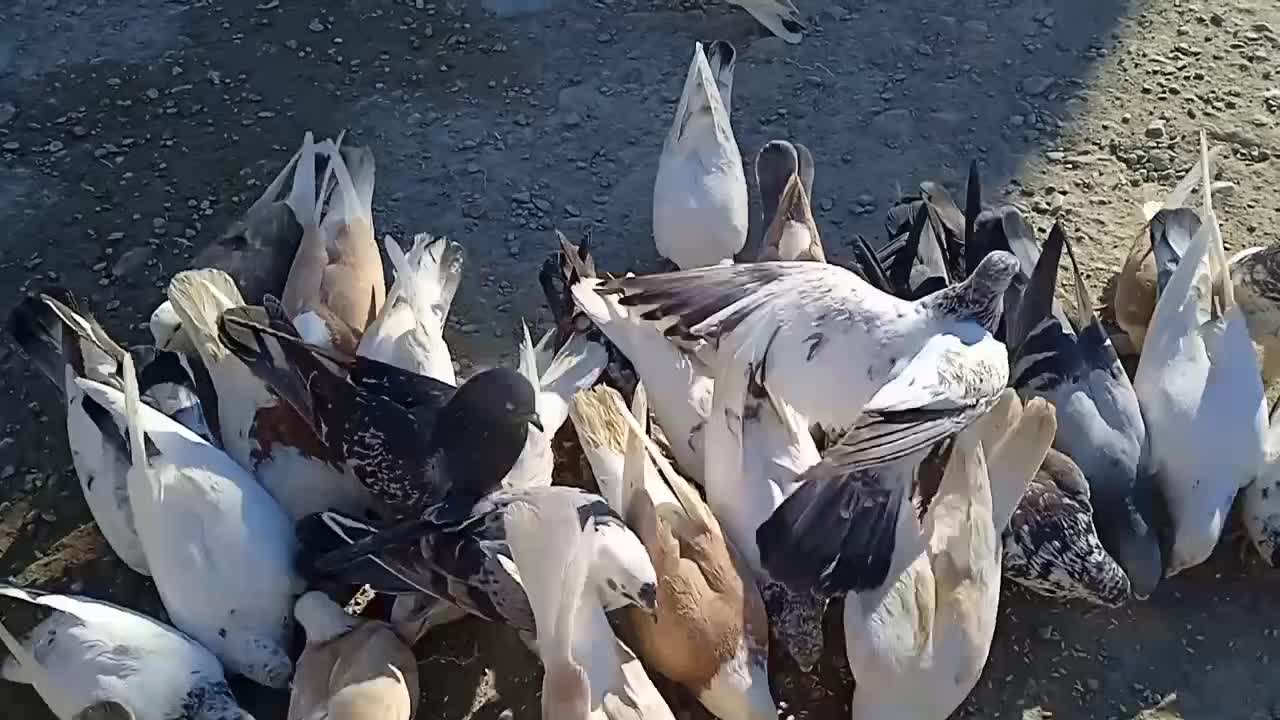 فرش کبوتر|پرنده|بنت, |دیوار