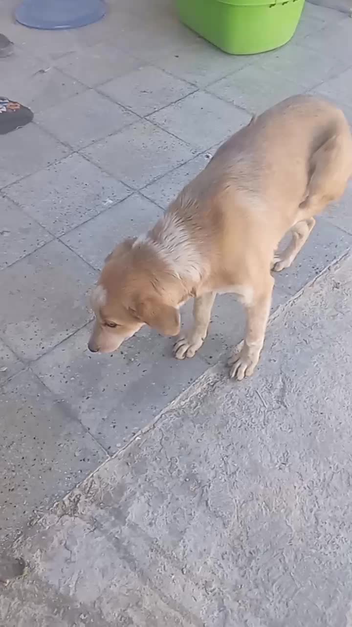 سگ فروشی|سگ|درمیان, |دیوار