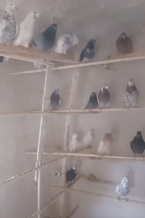 ۲۵۰ عدد کفتر پرشی خیلی خوب|پرنده|صوفیان, |دیوار