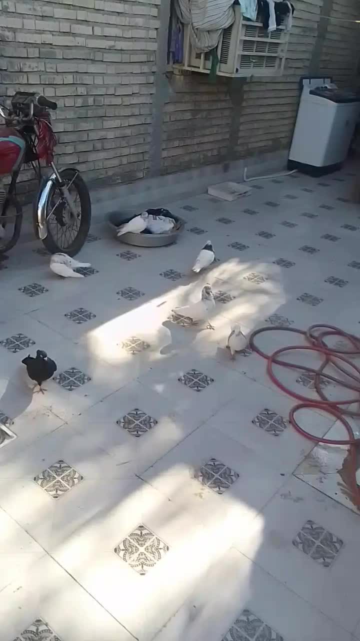 کبوتر رنگی|پرنده|خرمشهر, |دیوار