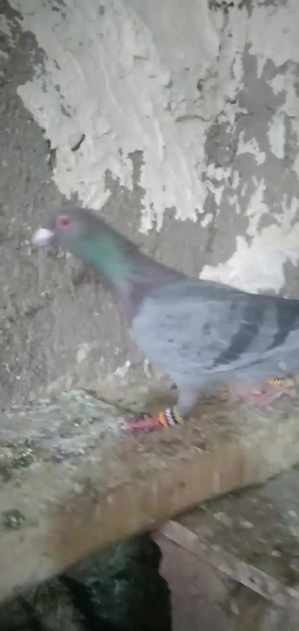 کبوتر سبز|پرنده|تاکستان, |دیوار