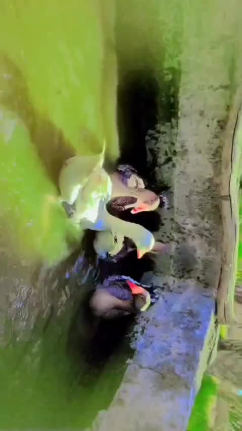 غاز|حیوانات مزرعه|ایرانشهر, |دیوار