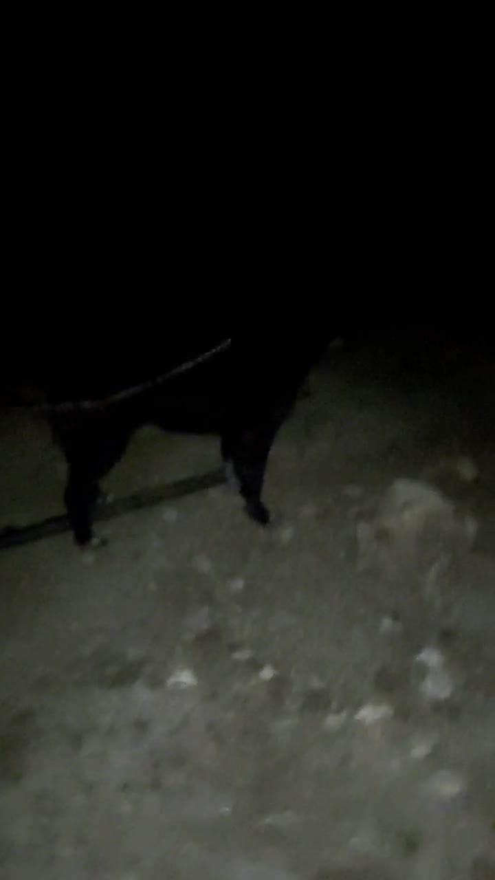 سگ قدرجان|سگ|کرمانشاه, |دیوار