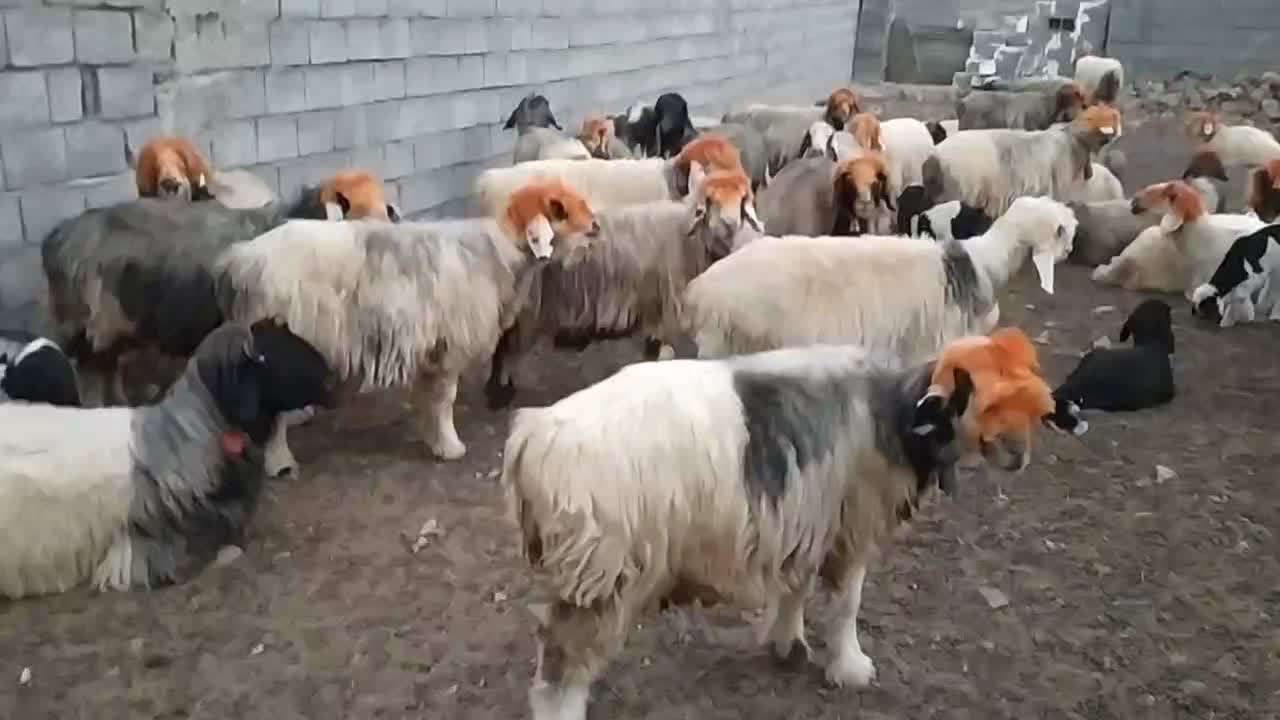 ۸۶ راس میش درجه ۱ بختیاری|حیوانات مزرعه|بلداجی, |دیوار