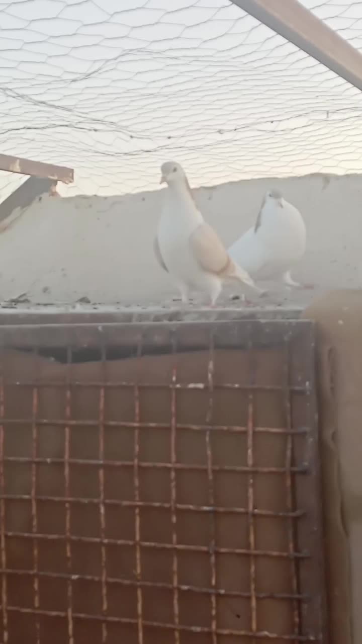 کبوتر|پرنده|گلبهار, شهر جدید گلبهار|دیوار