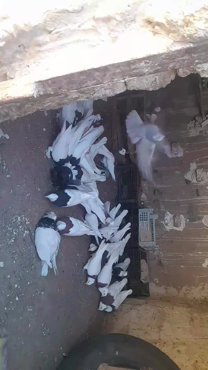 کفتر طوقی ۲۵ عدد تکی جفتی|پرنده|زاوه, |دیوار