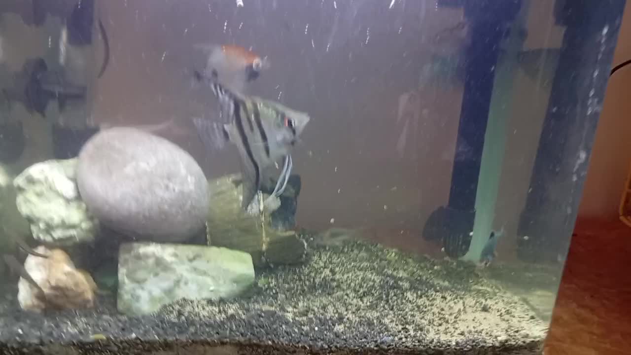 ماهی|ماهی|بیرجند, |دیوار