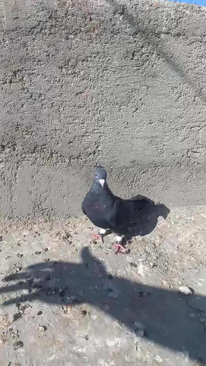 ماده زاغ کاکلی کرمانی|پرنده|زابل, |دیوار