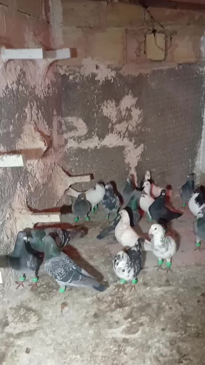 ۱۷تا|پرنده|سبزوار, کاشفی شمالی (دادگستری)|دیوار