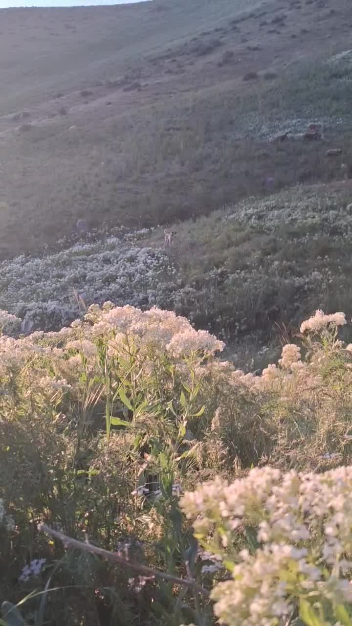 سگ گله|سگ|سقز, |دیوار
