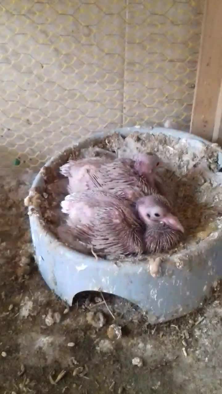 زرد دمسفید|پرنده|رامهرمز, |دیوار