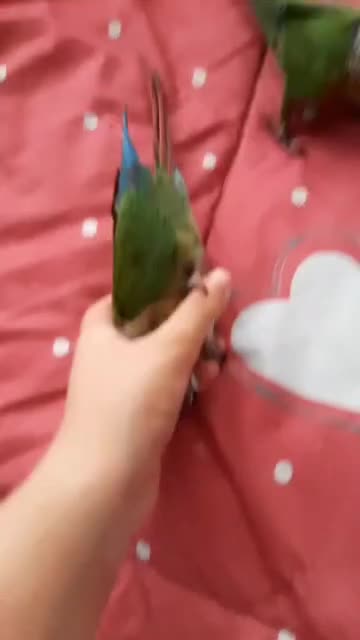 گرینچیک بلک کاپ|پرنده|شیراز, اکبر آباد|دیوار