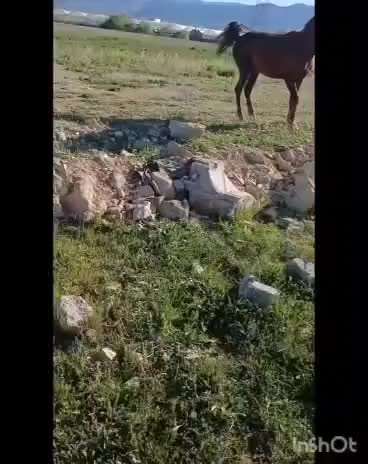 اسب کره نریان ۳ساله|اسب و تجهیزات اسبسواری|یاسوج, |دیوار