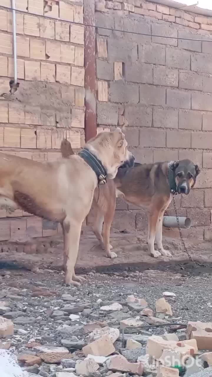 سگ سیاه پوز|حیوانات|تربت‌حیدریه, آسایش|دیوار