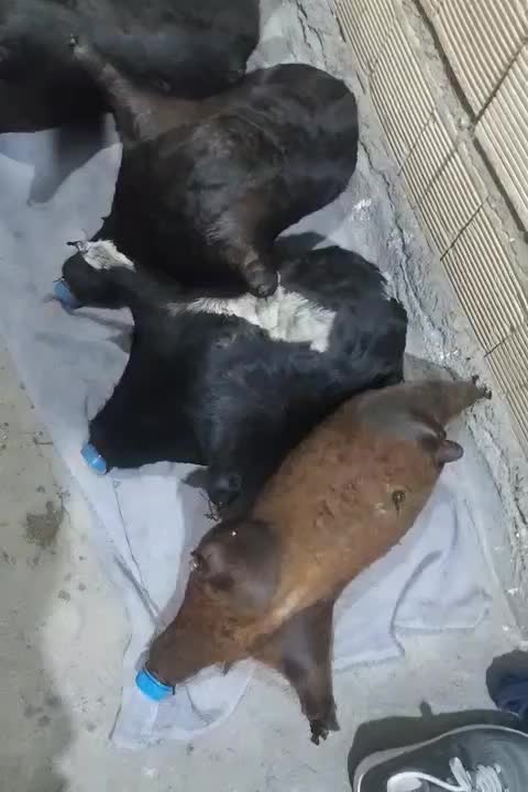 هیزه|صنایع دستی و سایر لوازم تزئینی|کوهدشت, |دیوار