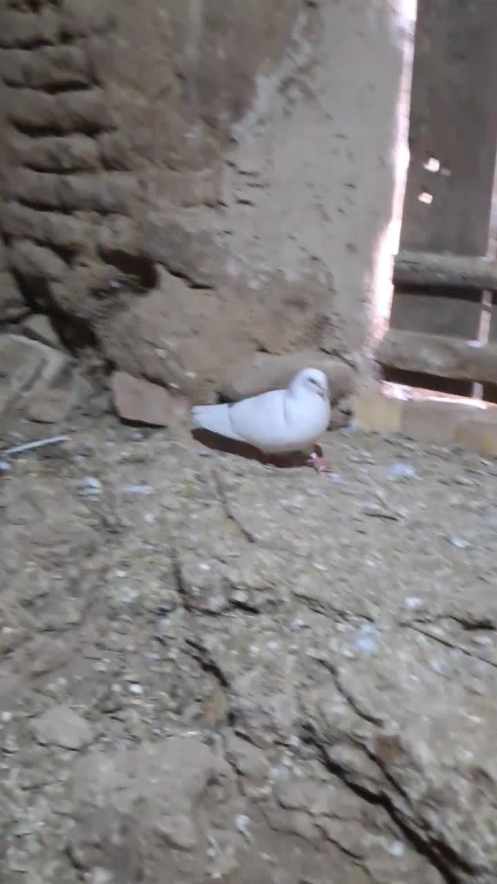 کبوتر فروشی|پرنده|شاهرود, |دیوار