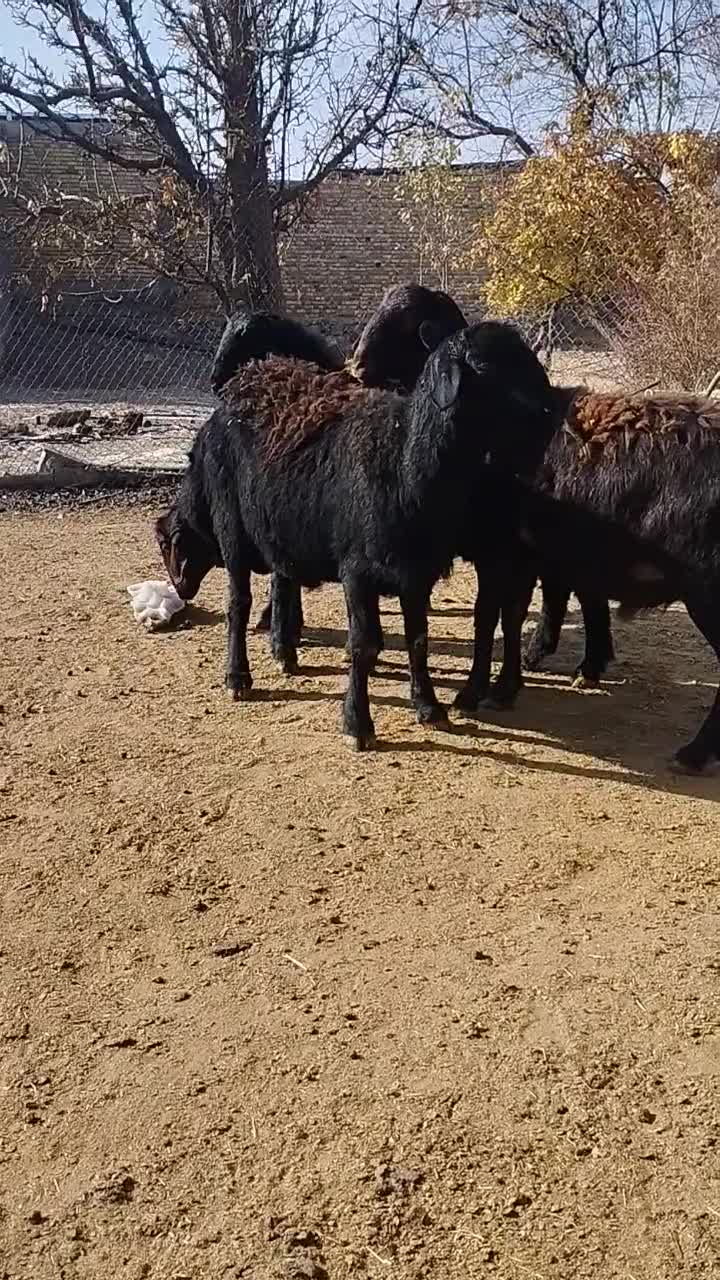 بره قره قزل ۷۰کیلو|حیوانات مزرعه|سردرود, |دیوار