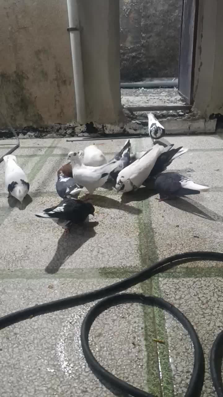 کبوتر شاپر|پرنده|ملکشاهی, |دیوار