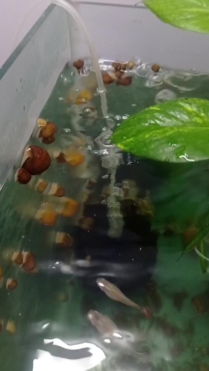 حلزون|ماهی|گرگان, |دیوار