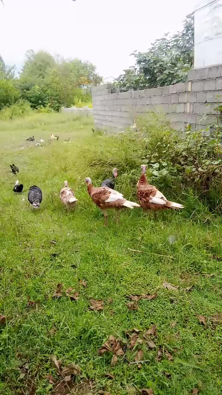 اردک اسراییلی وبوقلمون|حیوانات مزرعه|رضوانشهر, |دیوار