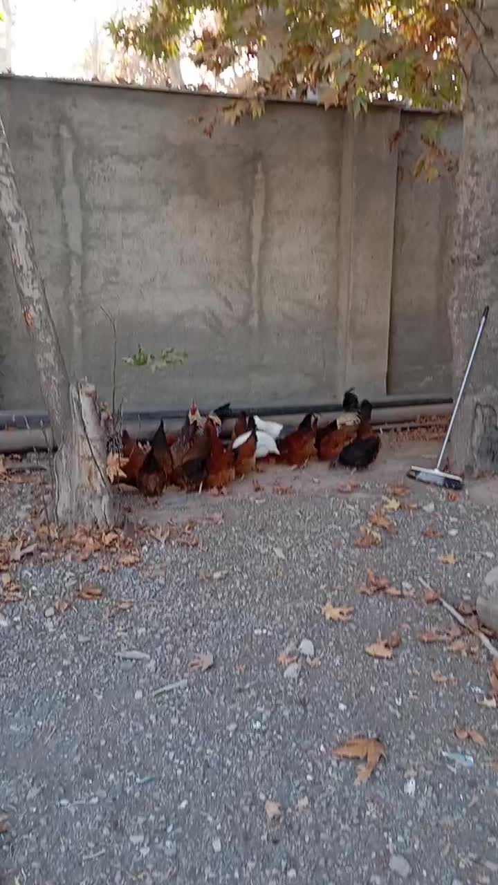 سلام چندونه مورغ وخروس فروشی|حیوانات مزرعه|شاهرود, |دیوار