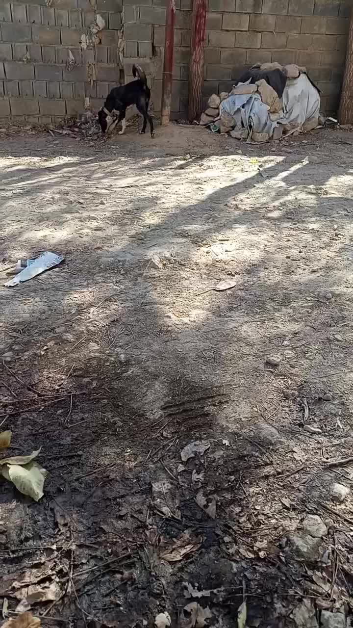 سگ قدرجونی|سگ|سپیدان, |دیوار