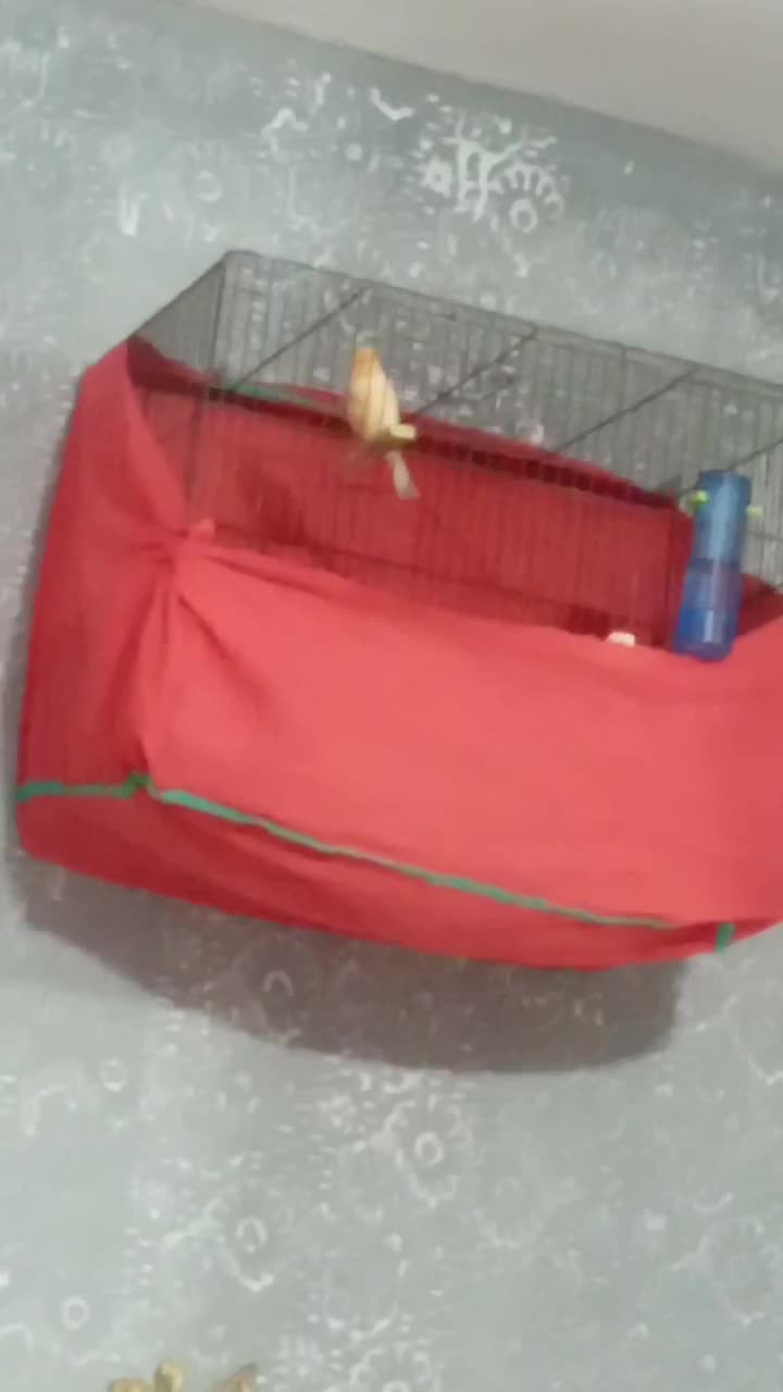 قناری موزاییکی مست|پرنده|قرچک, میرزائی شمالی|دیوار