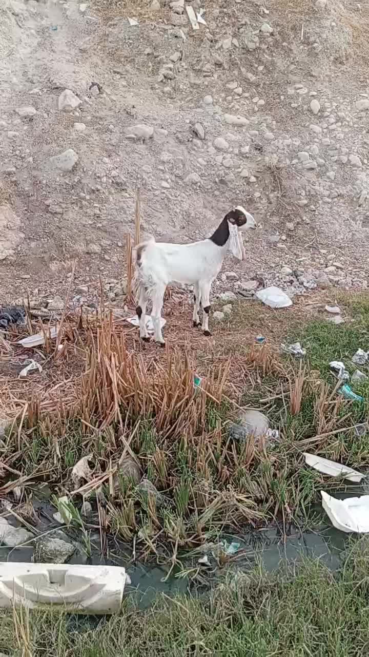 بز پاکستانی|حیوانات مزرعه|برازجان, |دیوار