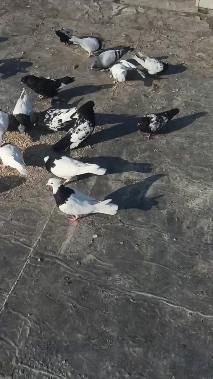 کبوتر|پرنده|خنج, |دیوار