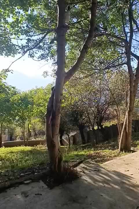 خانه باغ حکیمه خاتون|اجارهٔ کوتاه‌مدت ویلا و باغ|گلوگاه بابل (گلیا), |دیوار